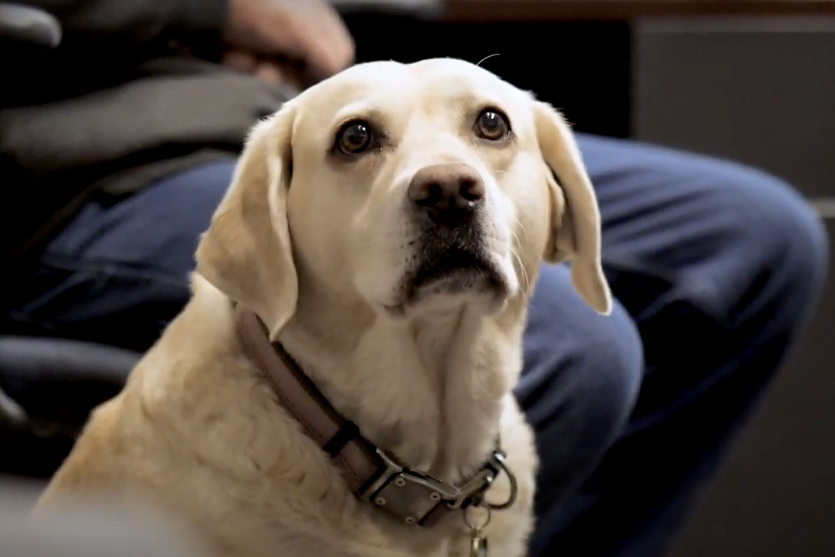 A dog.